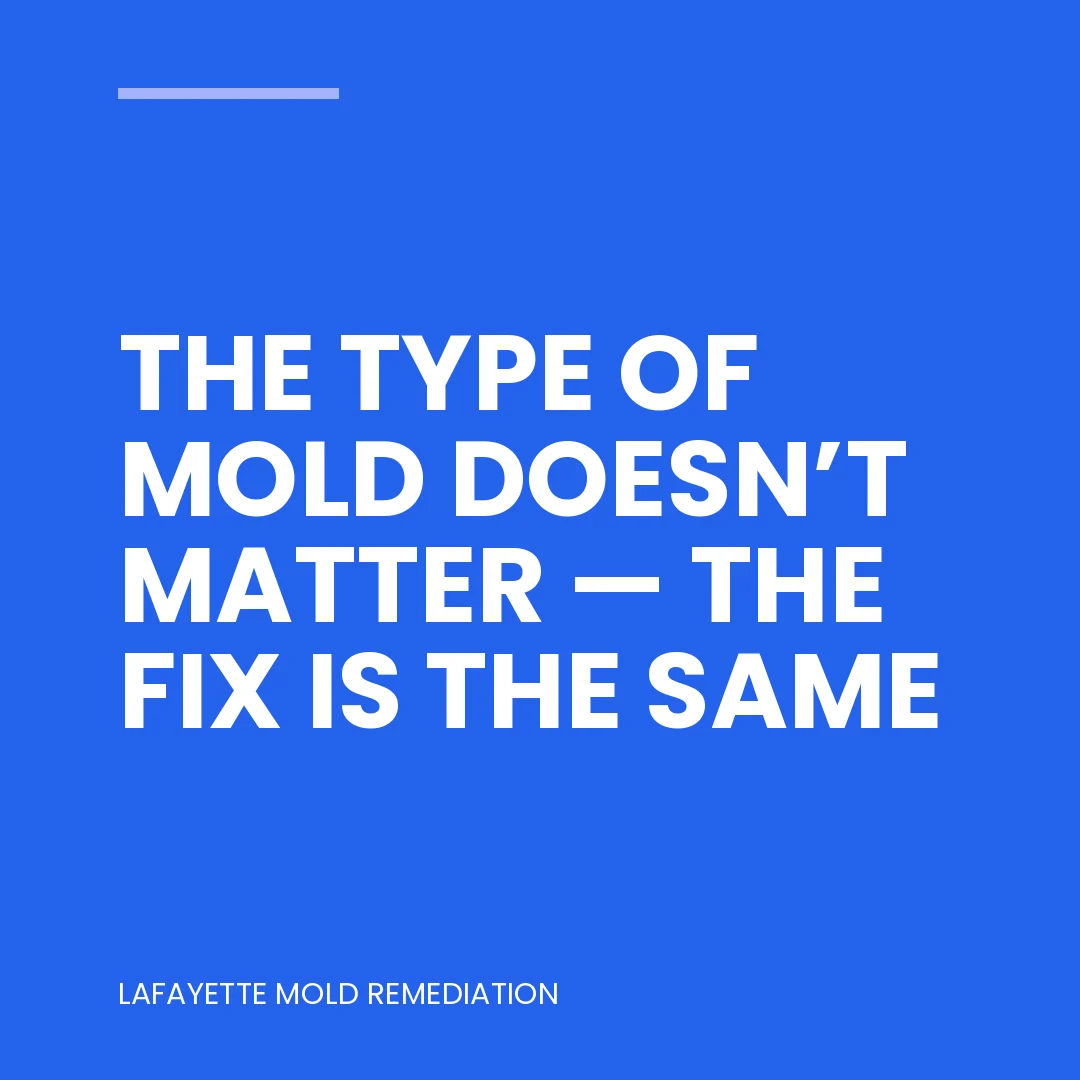 The type of mold doesn’t matter — the fix is the same